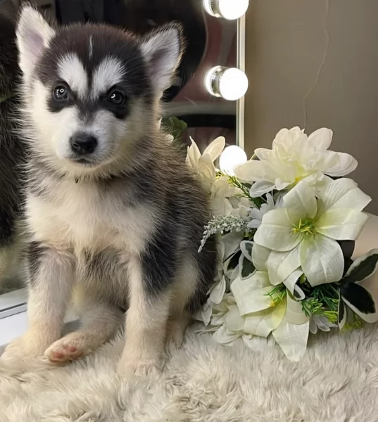 CUCCIOLI DI SIBERIAN HUSKY ALLEVATI CON AMORE per adozione