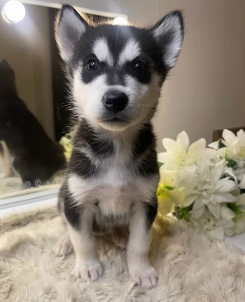 CUCCIOLI DI SIBERIAN HUSKY ALLEVATI CON AMORE per adozione | Foto 0