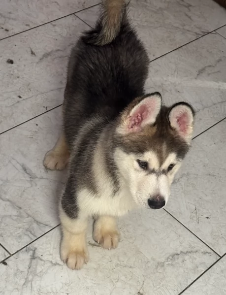 CUCCIOLI DI SIBERIAN HUSKY ALLEVATI CON AMORE per adozione | Foto 1