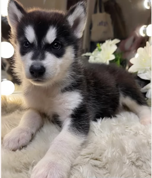 CUCCIOLI DI SIBERIAN HUSKY ALLEVATI CON AMORE per adozione