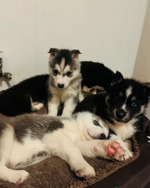 CUCCIOLI DI SIBERIAN HUSKY ALLEVATI CON AMORE per adozione