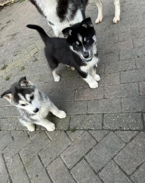 CUCCIOLI DI SIBERIAN HUSKY ALLEVATI CON AMORE per adozione | Foto 0