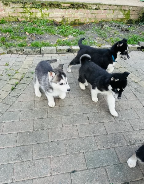 CUCCIOLI DI SIBERIAN HUSKY ALLEVATI CON AMORE per adozione