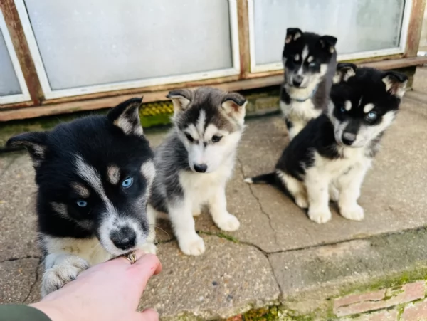 CUCCIOLI DI SIBERIAN HUSKY ALLEVATI CON AMORE per adozione