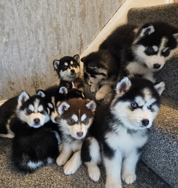 CUCCIOLI DI SIBERIAN HUSKY ALLEVATI CON AMORE per adozione