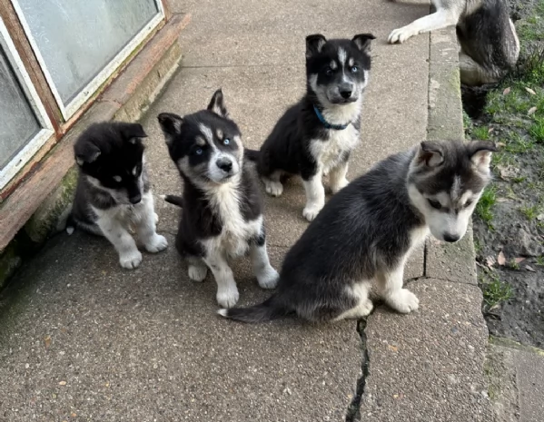 CUCCIOLI DI SIBERIAN HUSKY ALLEVATI CON AMORE per adozione