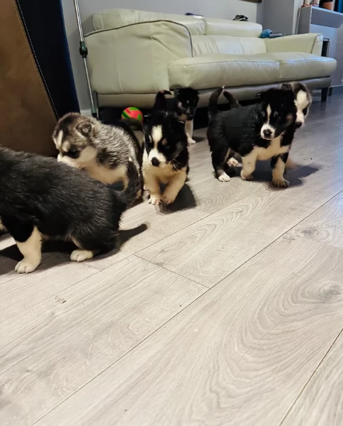 CUCCIOLI DI SIBERIAN HUSKY ALLEVATI CON AMORE per adozione