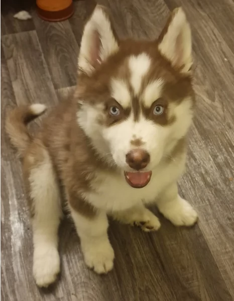 CUCCIOLI DI SIBERIAN HUSKY ALLEVATI CON AMORE per adozione | Foto 1