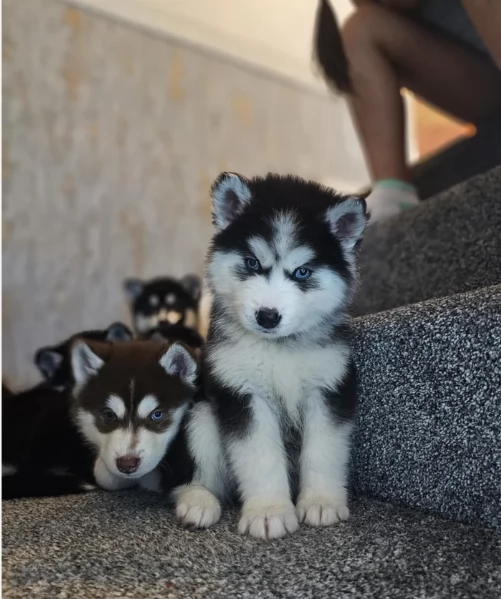 CUCCIOLI DI SIBERIAN HUSKY ALLEVATI CON AMORE per adozione