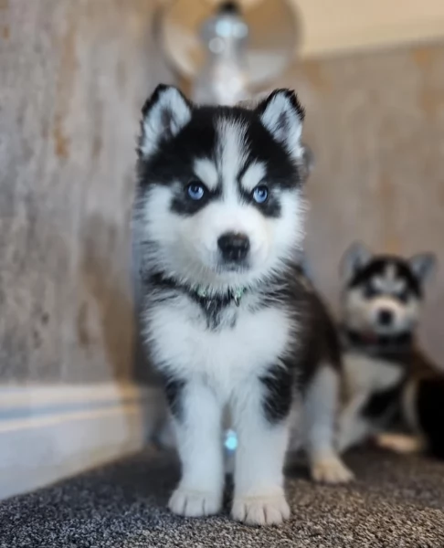 CUCCIOLI DI SIBERIAN HUSKY ALLEVATI CON AMORE per adozione | Foto 0