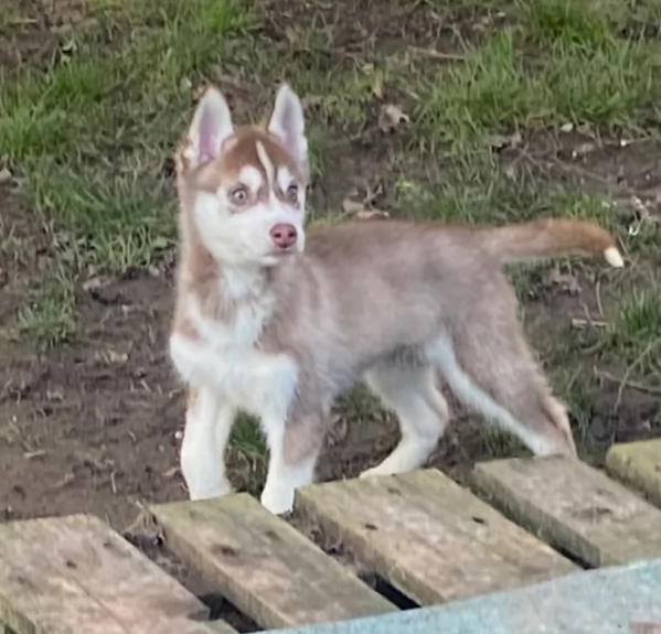 CUCCIOLI DI SIBERIAN HUSKY ALLEVATI CON AMORE per adozione