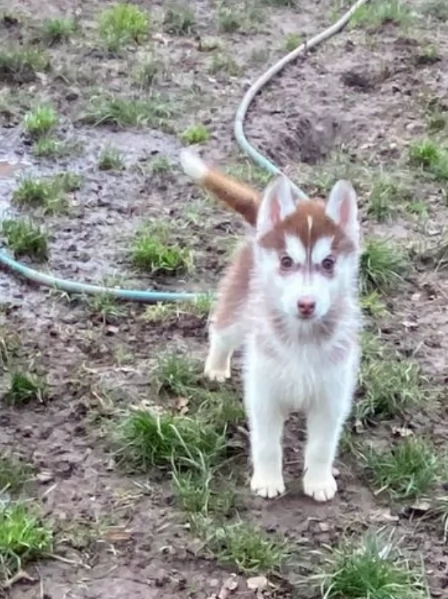 CUCCIOLI DI SIBERIAN HUSKY ALLEVATI CON AMORE per adozione | Foto 0