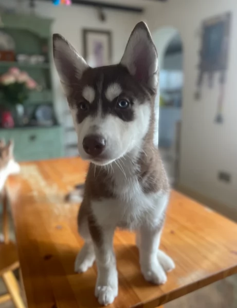 CUCCIOLI DI SIBERIAN HUSKY ALLEVATI CON AMORE per adozione | Foto 5