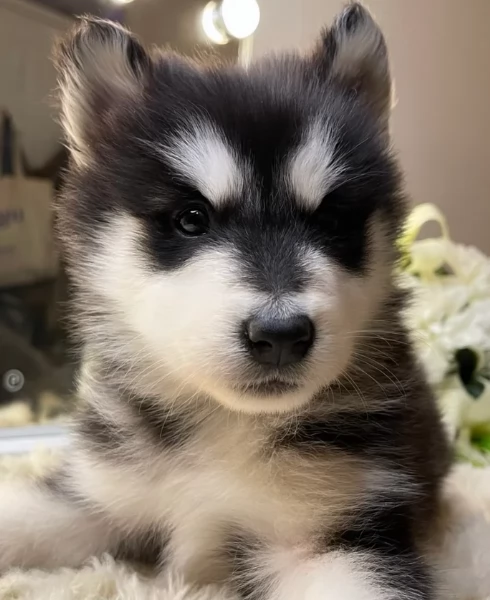 CUCCIOLI DI SIBERIAN HUSKY ALLEVATI CON AMORE per adozione | Foto 3