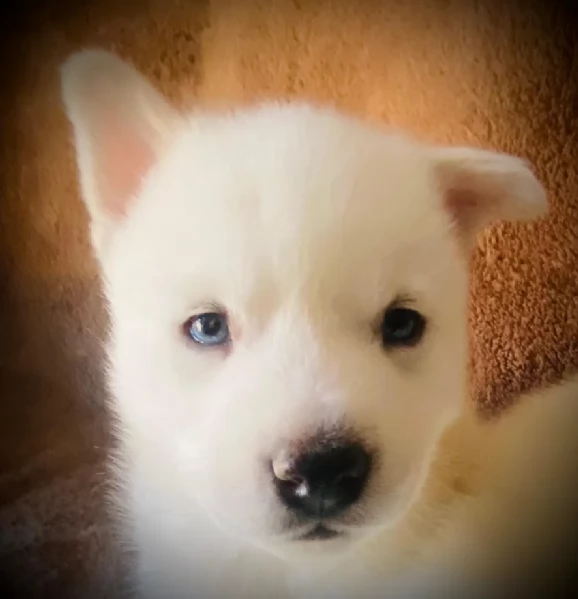 CUCCIOLI DI SIBERIAN HUSKY ALLEVATI CON AMORE per adozione | Foto 2