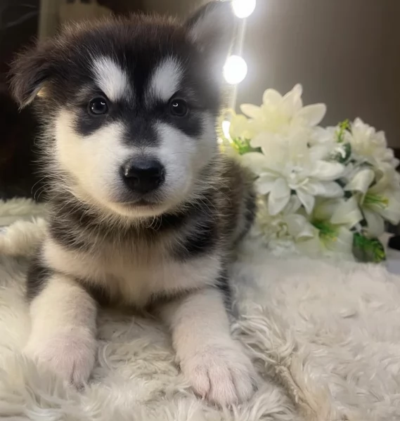 CUCCIOLI DI SIBERIAN HUSKY ALLEVATI CON AMORE per adozione | Foto 0