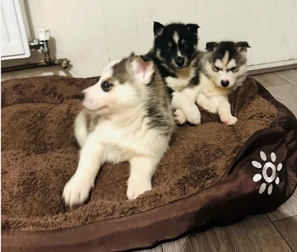 CUCCIOLI DI SIBERIAN HUSKY ALLEVATI CON AMORE per adozione