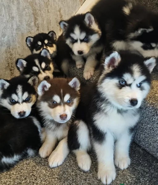 CUCCIOLI DI SIBERIAN HUSKY ALLEVATI CON AMORE per adozione | Foto 2