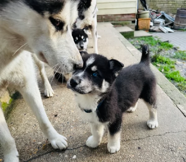 CUCCIOLI DI SIBERIAN HUSKY ALLEVATI CON AMORE per adozione | Foto 1