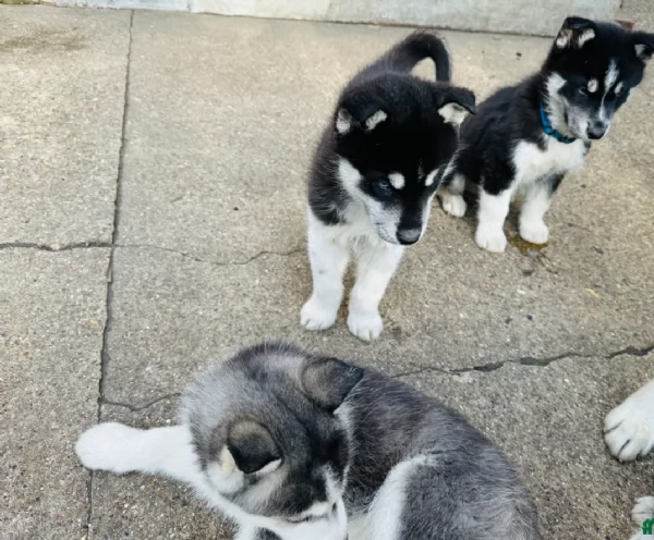 CUCCIOLI DI SIBERIAN HUSKY ALLEVATI CON AMORE per adozione | Foto 0