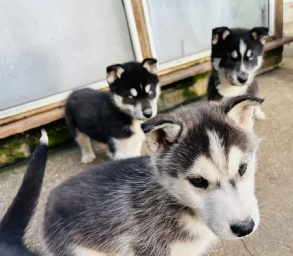 CUCCIOLI DI SIBERIAN HUSKY ALLEVATI CON AMORE per adozione