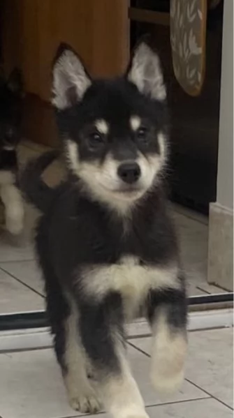 CUCCIOLI DI SIBERIAN HUSKY ALLEVATI CON AMORE per adozione