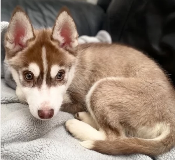 CUCCIOLI DI SIBERIAN HUSKY ALLEVATI CON AMORE per adozione | Foto 1