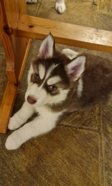 CUCCIOLI DI SIBERIAN HUSKY ALLEVATI CON AMORE per adozione | Foto 6