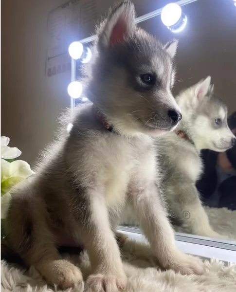 CUCCIOLI DI SIBERIAN HUSKY ALLEVATI CON AMORE per adozione | Foto 5