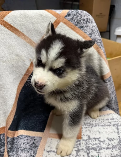 CUCCIOLI DI SIBERIAN HUSKY ALLEVATI CON AMORE per adozione | Foto 2