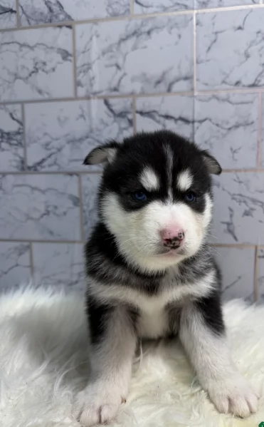 CUCCIOLI DI SIBERIAN HUSKY ALLEVATI CON AMORE per adozione