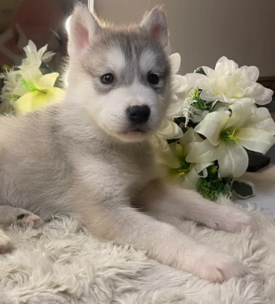 CUCCIOLI DI SIBERIAN HUSKY ALLEVATI CON AMORE per adozione | Foto 0