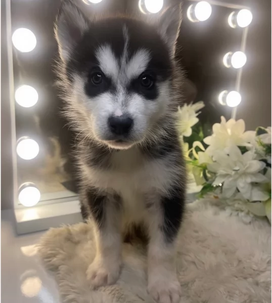 CUCCIOLI DI SIBERIAN HUSKY ALLEVATI CON AMORE per adozione | Foto 5