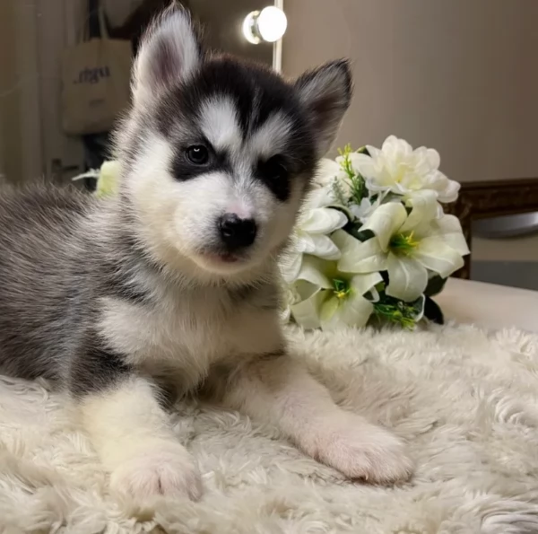 CUCCIOLI DI SIBERIAN HUSKY ALLEVATI CON AMORE per adozione | Foto 3