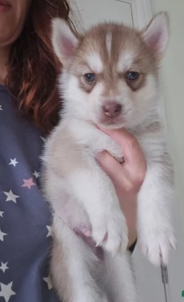 CUCCIOLI DI SIBERIAN HUSKY ALLEVATI CON AMORE per adozione | Foto 0