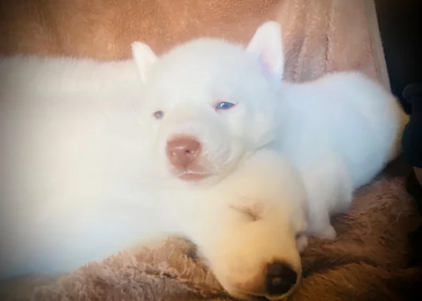 CUCCIOLI DI SIBERIAN HUSKY ALLEVATI CON AMORE per adozione