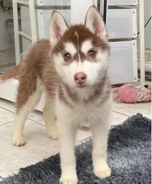 CUCCIOLI DI SIBERIAN HUSKY ALLEVATI CON AMORE per adozione | Foto 1