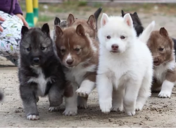 CUCCIOLI DI SIBERIAN HUSKY ALLEVATI CON AMORE per adozione | Foto 0