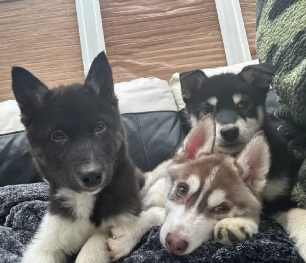 CUCCIOLI DI SIBERIAN HUSKY ALLEVATI CON AMORE per adozione