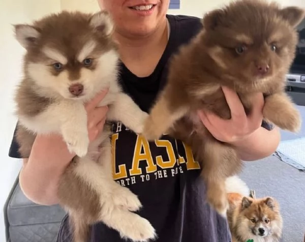 CUCCIOLI DI POMSKY ALLEVATI CON AMORE per adozione