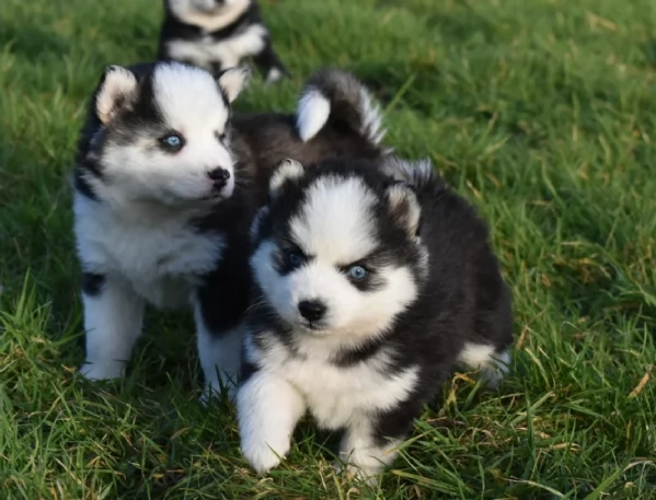 CUCCIOLI DI POMSKY ALLEVATI CON AMORE per adozione | Foto 1