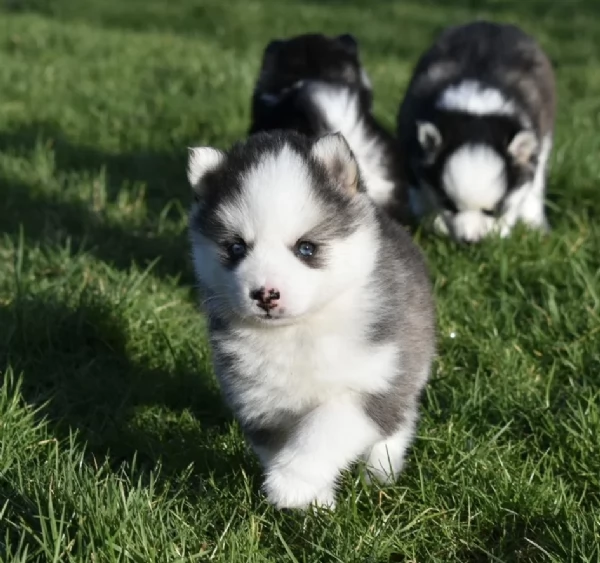 CUCCIOLI DI POMSKY ALLEVATI CON AMORE per adozione | Foto 0