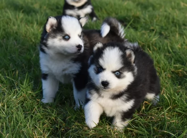 CUCCIOLI DI POMSKY ALLEVATI CON AMORE per adozione