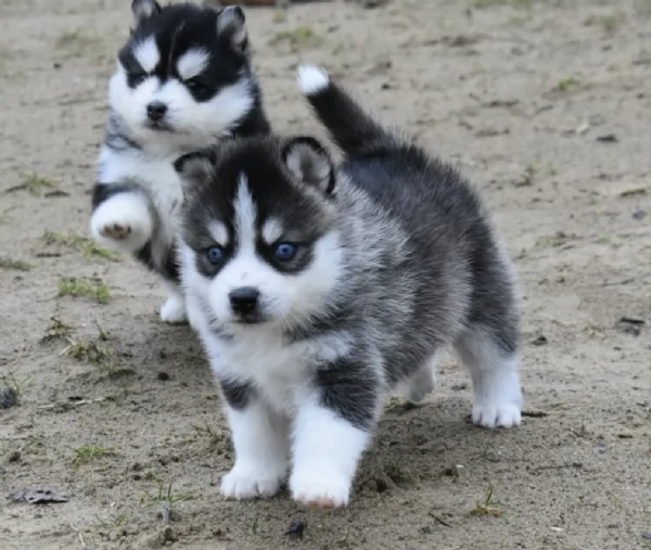 CUCCIOLI DI POMSKY ALLEVATI CON AMORE per adozione