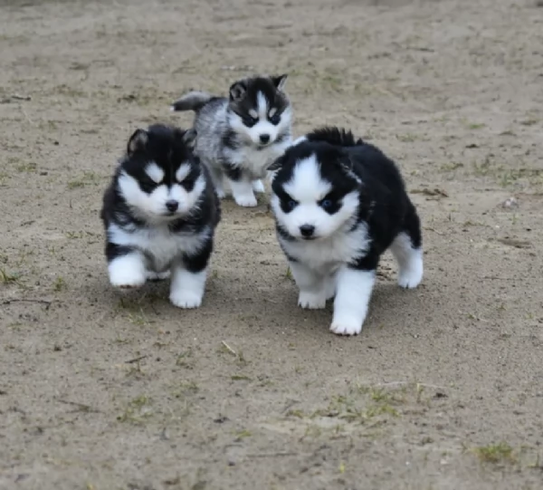 CUCCIOLI DI POMSKY ALLEVATI CON AMORE per adozione