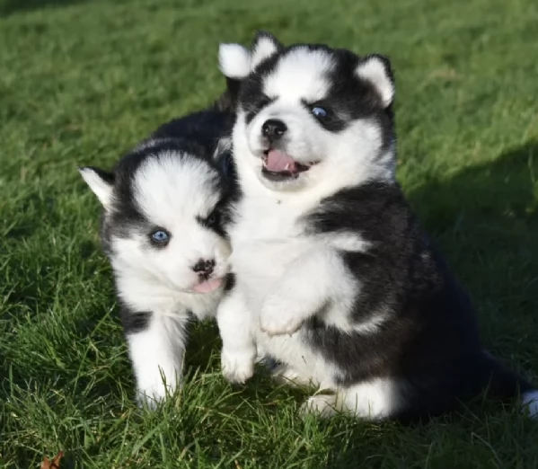 CUCCIOLI DI POMSKY ALLEVATI CON AMORE per adozione | Foto 0