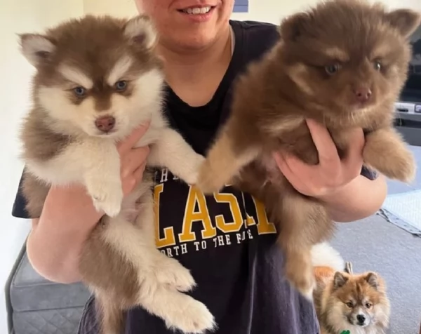 CUCCIOLI DI POMSKY ALLEVATI CON AMORE per adozione | Foto 1