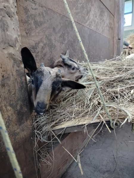 Becchetti genetica selezionata Camosciate delle Alpi | Foto 2