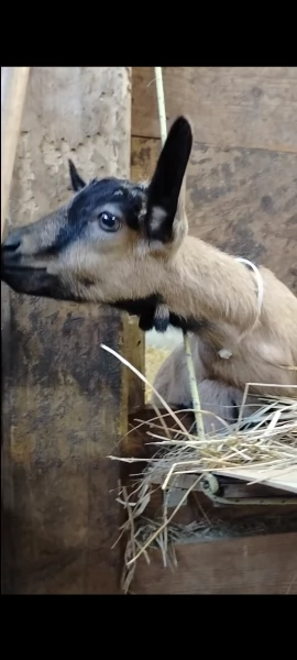 Becchetti genetica selezionata Camosciate delle Alpi | Foto 1