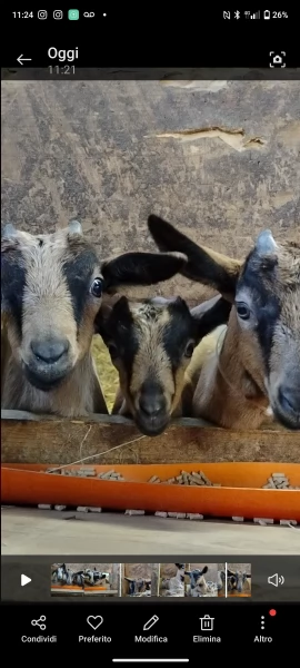 Becchetti genetica selezionata Camosciate delle Alpi | Foto 0